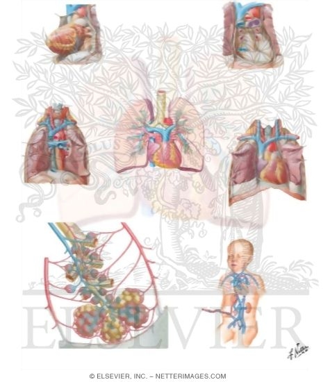 Watermarked preview of unlabeled image: Cardiopulmonary Circulation