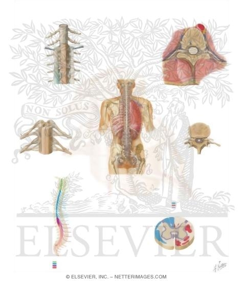 Central Nervous System: Spinal Cord