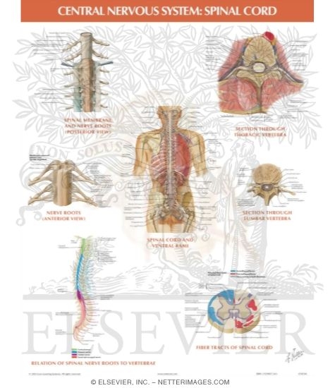 Spinal Nervous System Chart 6.2 Basic Neurological Concepts