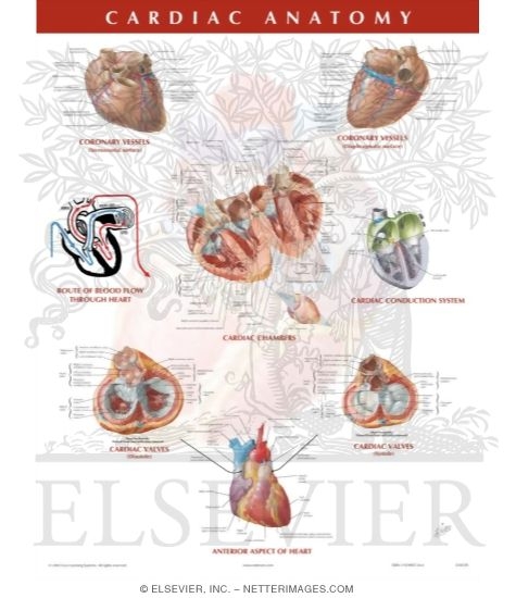 Watermarked preview of unlabeled image: Cardiac Anatomy