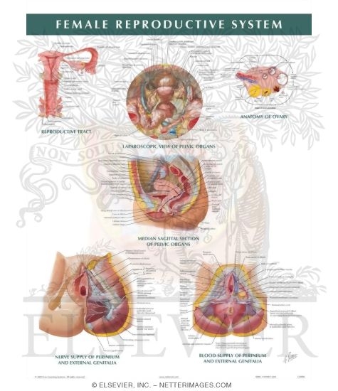 Female Reproductive System