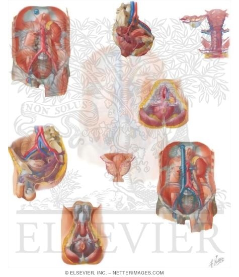 Watermarked preview of unlabeled image: Vascular Supply of the Abdomen and Pelvis