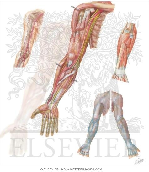 Watermarked preview of unlabeled image: Vascular Supply of the Upper Extremity