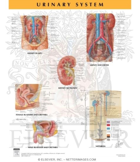 Watermarked preview of unlabeled image: Urinary System