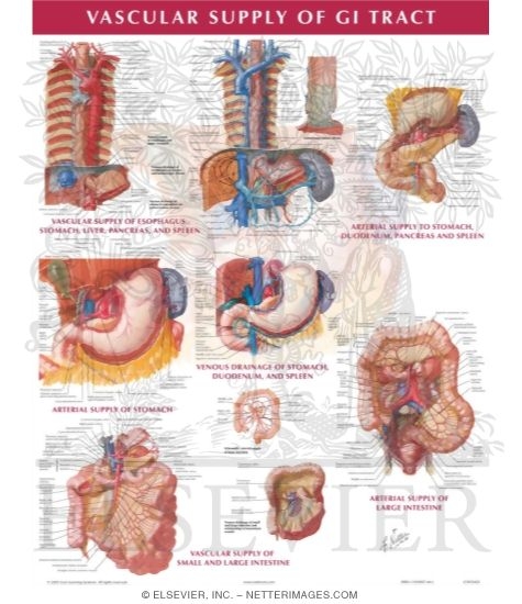 Watermarked preview of unlabeled image: Vascular Supply of the Gastrointestinal Tract