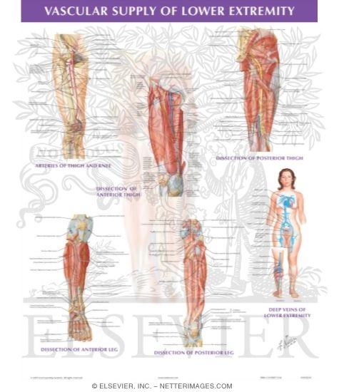 Watermarked preview of unlabeled image: Vascular Supply of the Lower Extremity