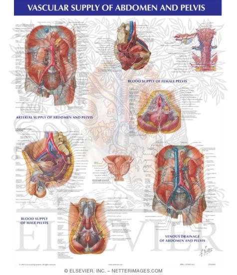 Watermarked preview of unlabeled image: Vascular Supply of the Abdomen and Pelvis