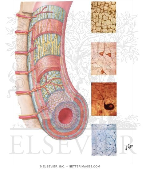 Watermarked preview of unlabeled image: Enteric Plexuses