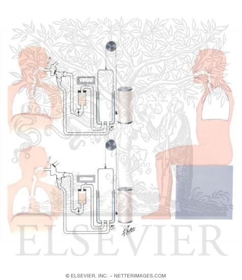 Watermarked preview of unlabeled image: Pulmonary Mechanics and Gas Exchange
