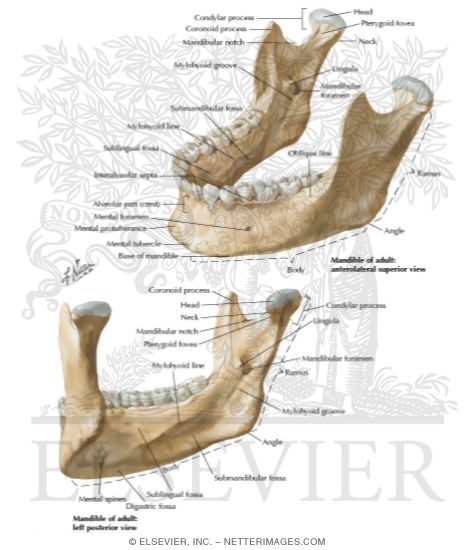 Watermarked preview of labeled image: Skull: Mandible