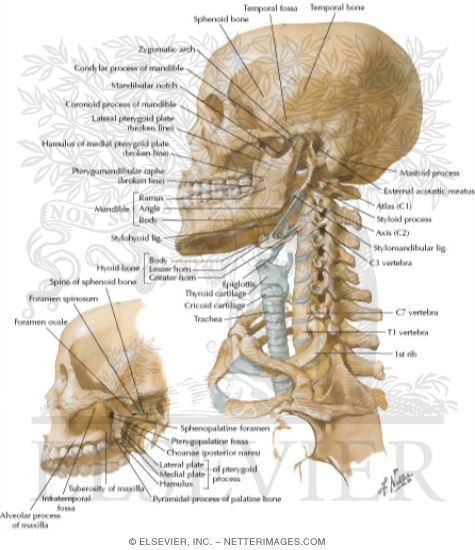 Watermarked preview of labeled image: Bony Framework of Head and Neck