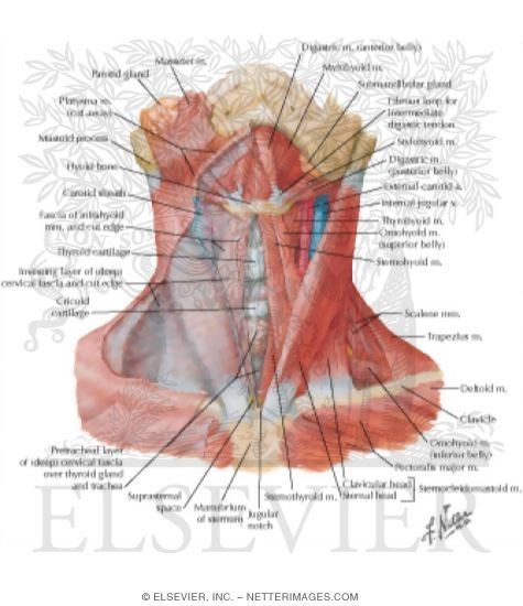 Muscles of Neck: Anterior View