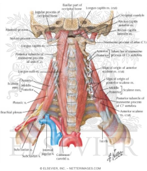 Watermarked preview of labeled image: Scalene and Prevertebral Muscles