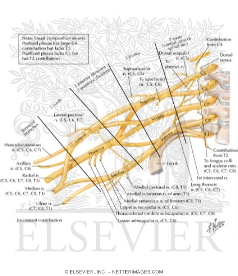 Brachial Plexus: Schema