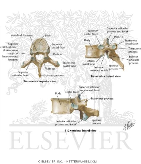 Thoracic Vertebrae