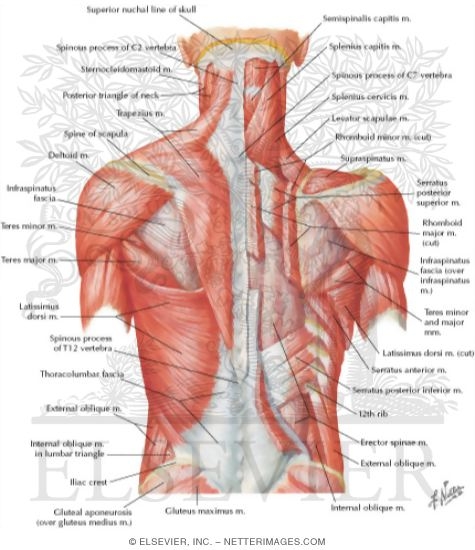 Muscles of Back: Superficial Layers
Superficial Muscles: Posterior Neck and Back