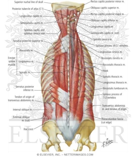 Muscles of Back: Intermediate Layers
Spenius and Erector Spinae Muscles