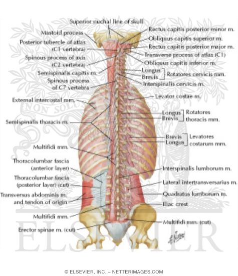 Muscles of Back: Deep Layers
Transversospinal, Interspinal, Intertransverse, and Suboccipital Muscles
Deep Muscles: Posterior Neck and Back