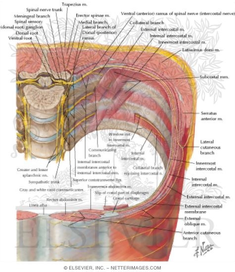Thoracoabdominal Nerves
Course of Typical Thoracic Nerve
Innervation of Abdomen and of Perineum
