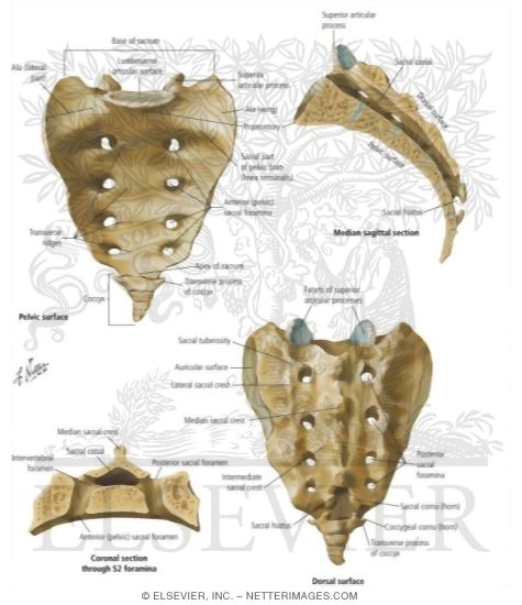 Sacrum and Coccyx
Osteology