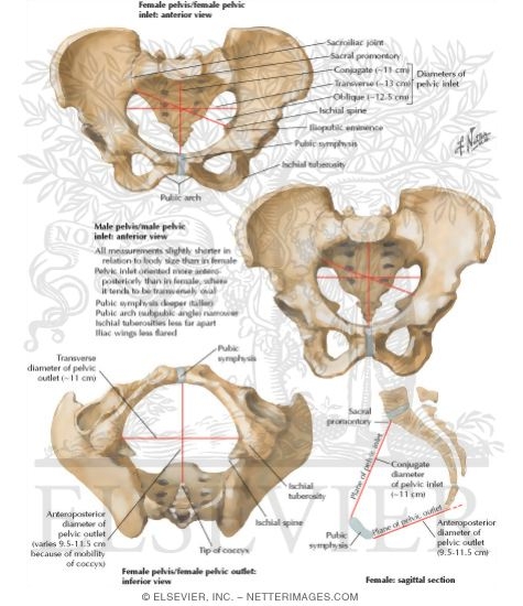 Sex Differences of Pelvis: Measurements