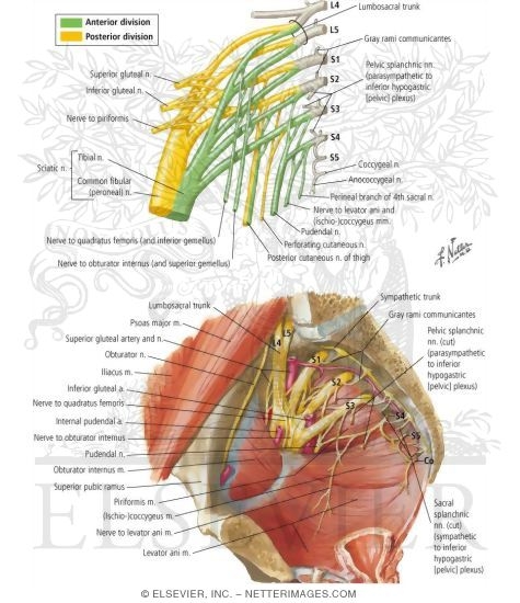 Watermarked preview of labeled image: Sacral and Coccygeal Plexuses