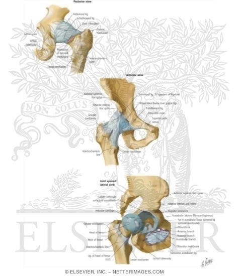 Hip Joint