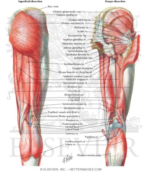 Muscles of Back of Hip and Thigh
Muscles of Hip and Thigh: Posterior Views