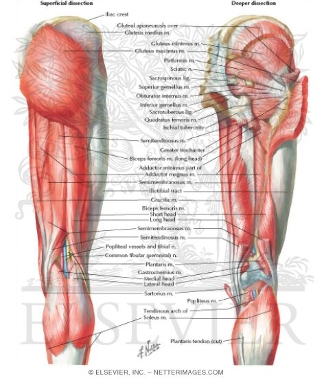 Muscles of Back of Hip and Thigh
Muscles of Hip and Thigh: Posterior Views 