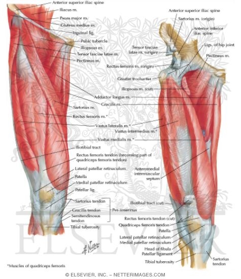 Muscles of Front of Hip and Thigh