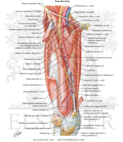 Watermarked preview of labeled image: Arteries and Nerves of Thigh: Deep Dissection (anterior view)Arteries and Nerves of Thigh: Anterior Views
