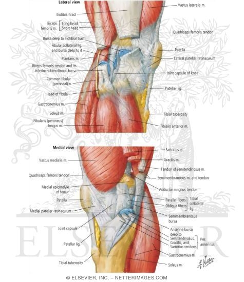 Watermarked preview of labeled image: Knee: Lateral and Medial Views