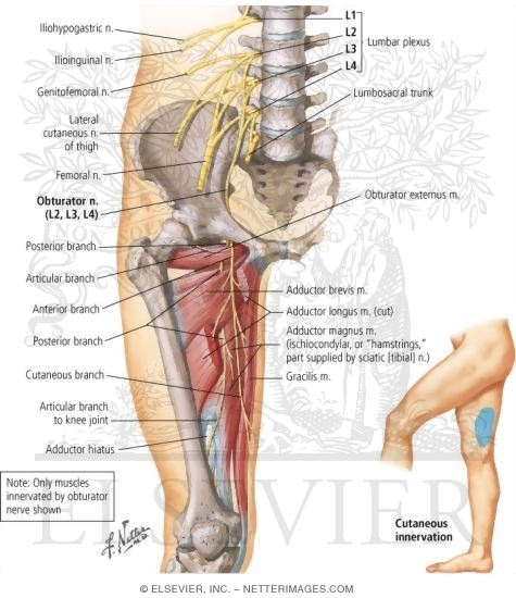Watermarked preview of labeled image: Obturator Nerve