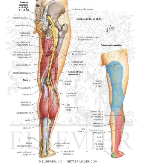 Sciatic Nerve (L4, L5; S1, S2, S3) and Posterior Femoral Cutaneous