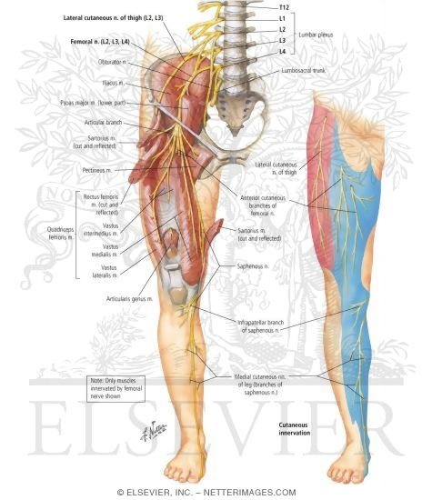 Femoral Nerve and Lateral Femoral Cutaneous Nerves