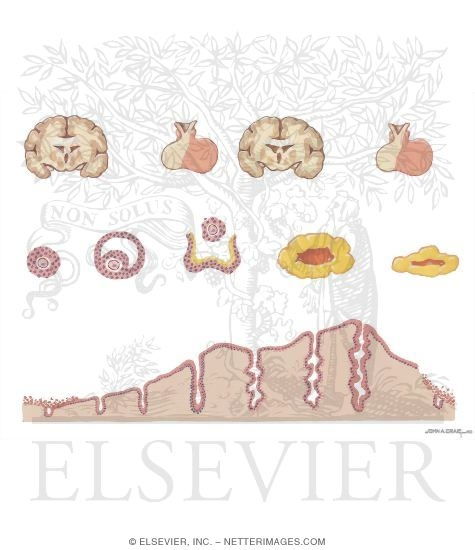 Ovarian Cycle