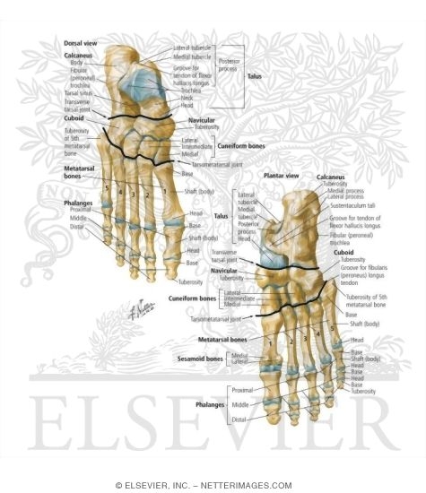 Bones of Foot