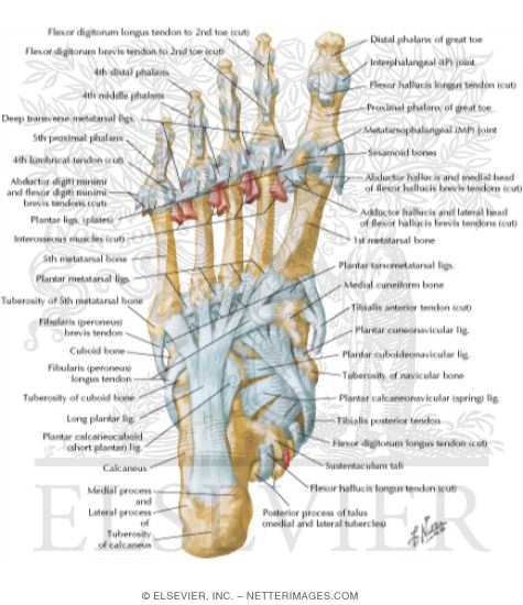 Tendon Insertions and Ligaments of Sole of Foot