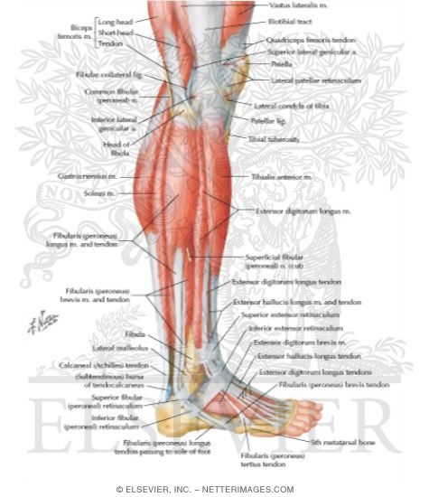 Muscles of Leg: Lateral View