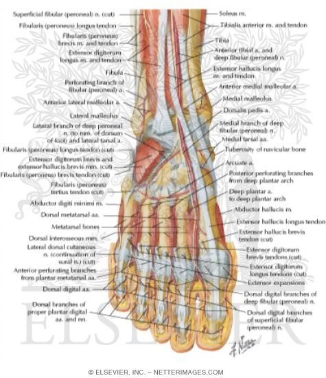 Muscles, Arteries, and Nerves of Front of Ankle and Dorsum of Foot: Deeper Dissection
Dorsum of Foot: Deep Dissection
