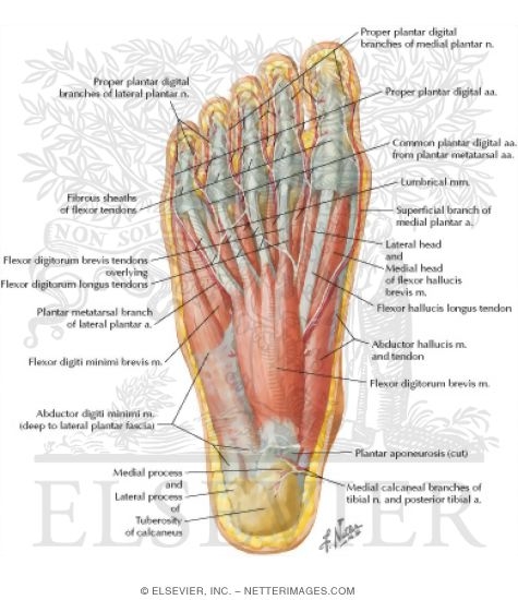 Muscles of Sole of Foot: First Layer