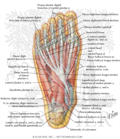 Watermarked preview of labeled image: Muscles of Sole of Foot: Second Layer