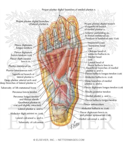 Muscles of Sole of Foot: Third Layer