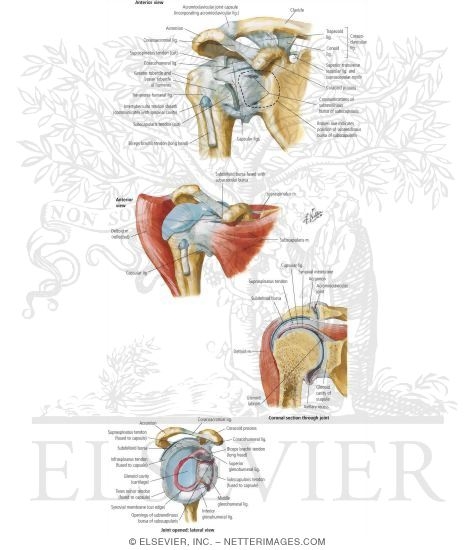 Shoulder: Glenohumeral Joint