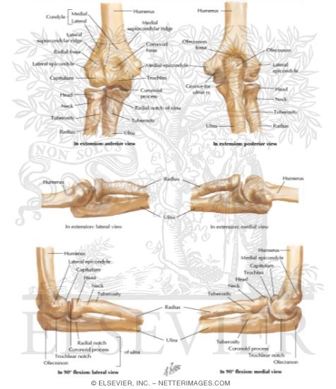 Bones of Elbow