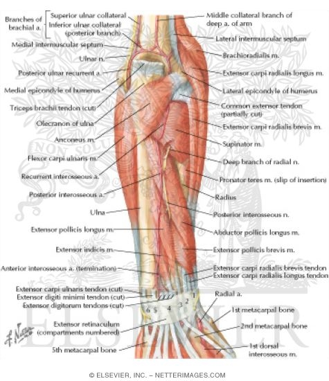 Watermarked preview of labeled image: Muscles of Forearm (Deep Layer): Posterior View