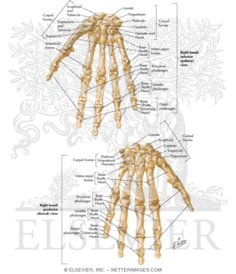 Bones of Wrist and Hand