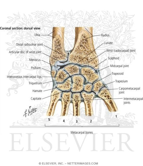 Wrist Joint