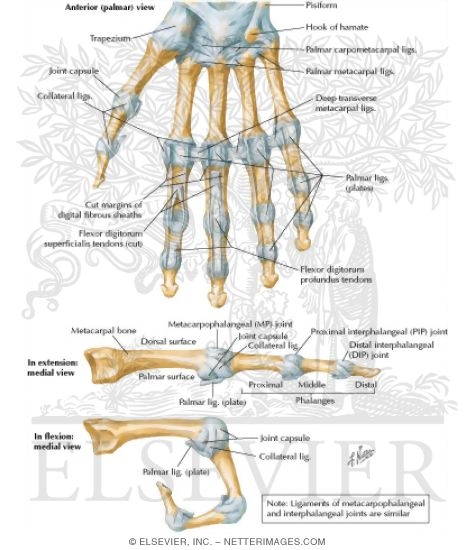 Metacarpophalangeal and Interphalangeal Ligaments
Metacarpophalangeal and Interphalangeal Joints