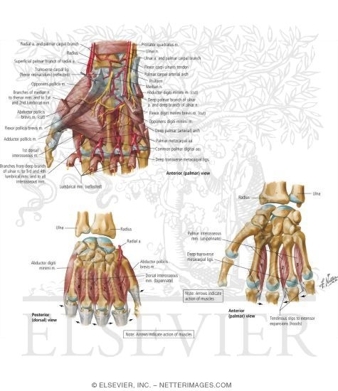 Watermarked preview of labeled image: Intrinsic Muscles of Hand
